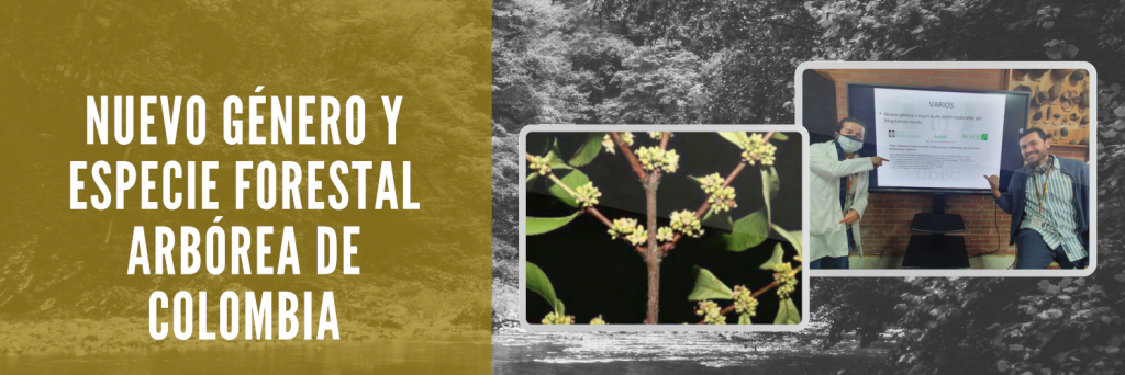Nuevo género y especie forestal arbórea de Colombia: Mahechadendron puntecascarillo (Vochysiaceae) Nuevo género y especie forestal arbórea de Colombia: Mahechadendron puntecascarillo (Vochysiaceae)